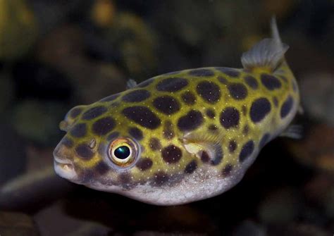 food for green spotted puffer fish